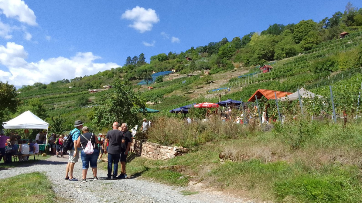 Impressionen vom Weingenuss am Jesinger Wengertwegle 2022 | Weinbau Familie Heinz Giringer