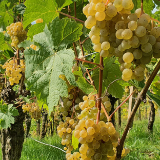 Calardis blanc | Weinbau Familie Heinz Giringer